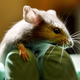 Image for article titled Stereotypes About 'Messy' Female Brains Continue to Influence Biomedical Research